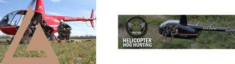 helicopter-hog-hunting-florida,Best Time for Helicopter Hog Hunting in Florida,thqBestTimeforHelicopterHogHuntinginFlorida
