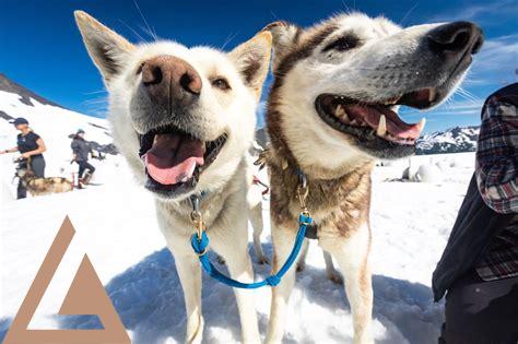 girdwood-glacier-dog-sled-helicopter-tour,Frequently Asked Questions About Girdwood Glacier Dog Sled Helicopter Tour,thqFrequentlyAskedQuestionsAboutGirdwoodGlacierDogSledHelicopterTour