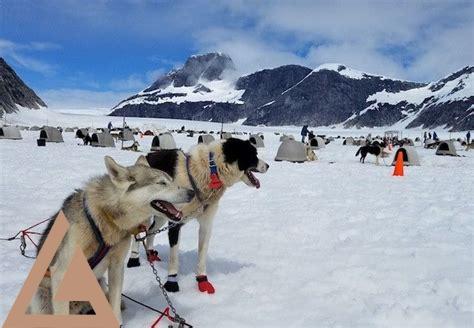 helicopter-ride-and-dog-sledding-in-juneau,Dog Sledding in Juneau,thqDogSleddinginJuneau